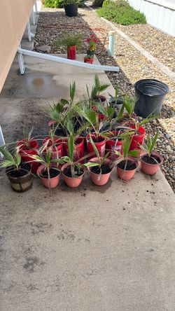 Baby Palms 24+ $180 For All