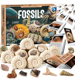 Gamerside Fossils Dig Kit 12 Ammonites, 12 Blocks, 12 Chisels, 12 Cards