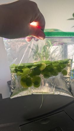 Frog bit $5 handful