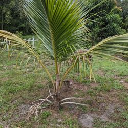 (1) Medium Coconut Tree