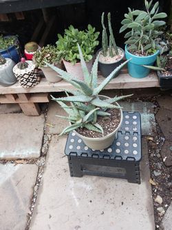 Planta en $10.