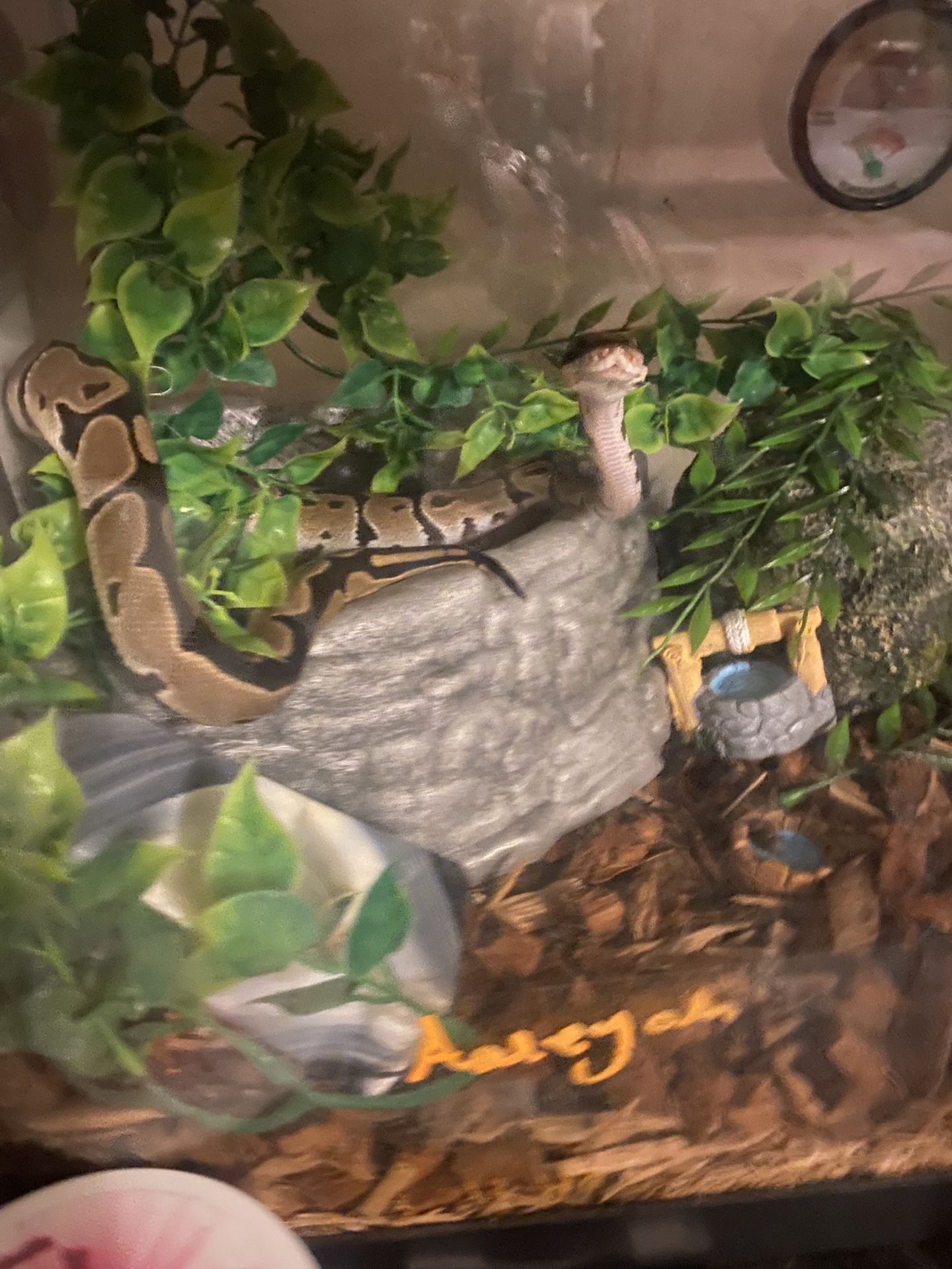 BallPython