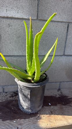 Planta savila