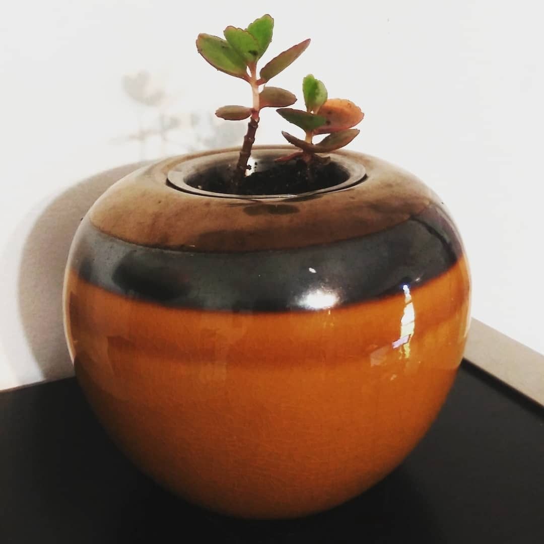 Succulent Starter Pot