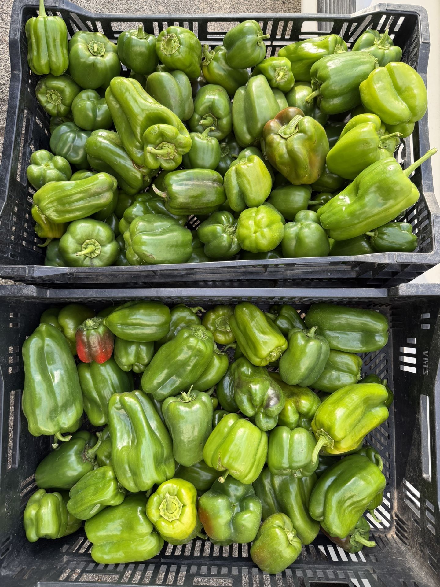 PEPPERS BELL SWEET 💯 Organic Picked Today. Fresh From My Garden