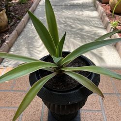 Agave Attenuate (Fox Tail Agave)  In Ceramic Pedestal Planter. 
