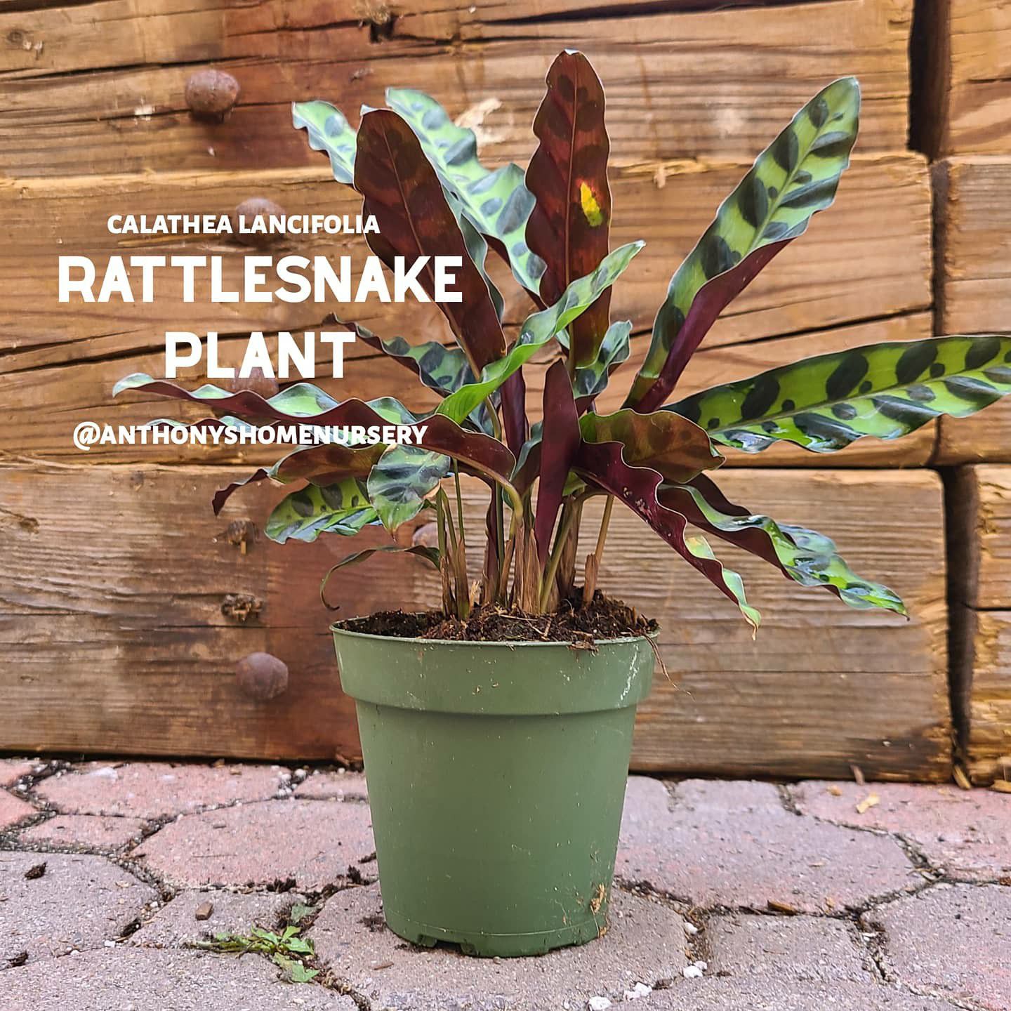Rattlesnake Plant - Calathea lancifolia 4"