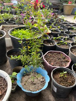 Dwarf Bonsai Pomegranate Tree Pot
