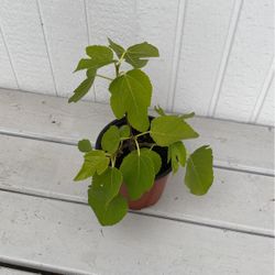 White Fig