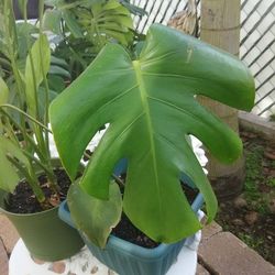 Beautiful Monstera plant