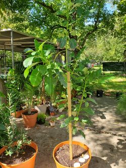 6 and a half foot Tall Hass Avocado Tree