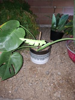 plant sell