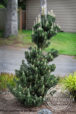 ‘Kotobuki’ dwarf Japanese Black Pine trees —