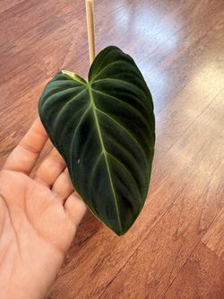Philodendron verrucosum plant + free bird of paradise plant starter