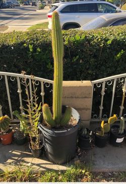 Cactus