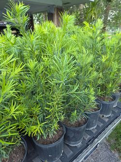 Podocarpus instant privacy hedge for fence