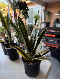 Snake plant golden edge birds nest