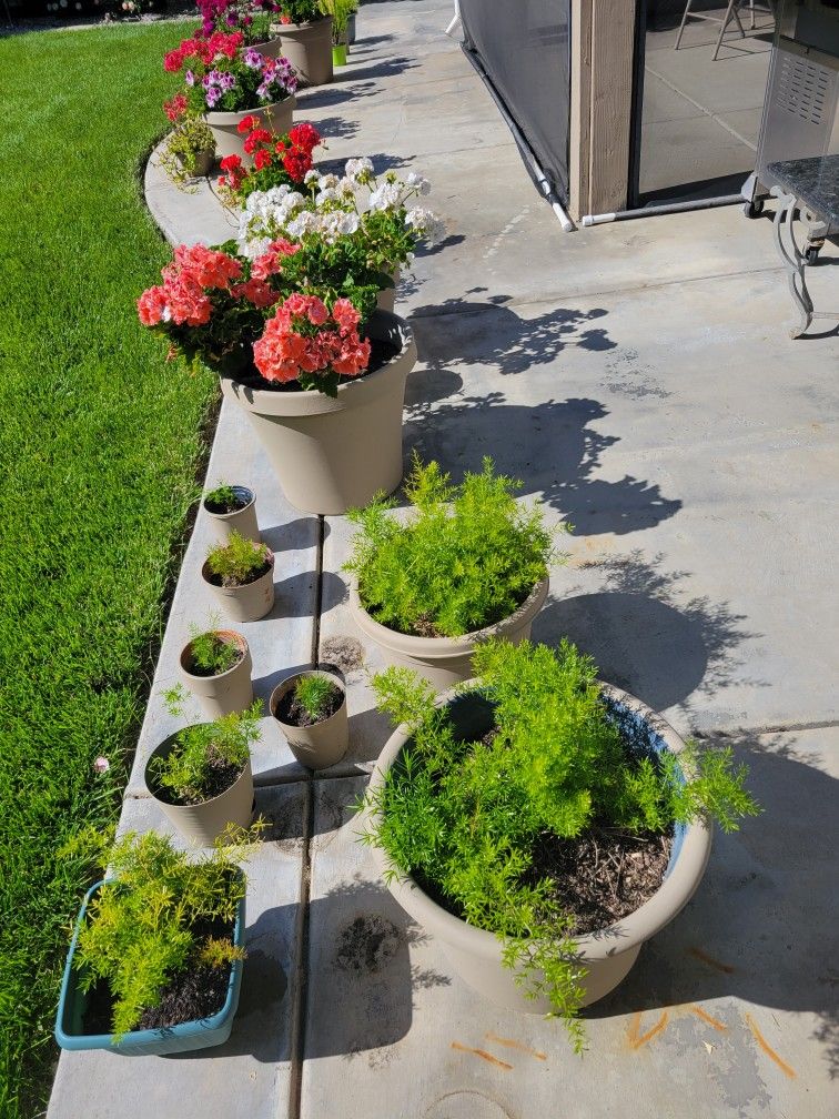 Potted Flowers And Plants