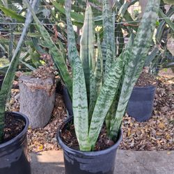 Snake Plants (Lengua De Suegra)