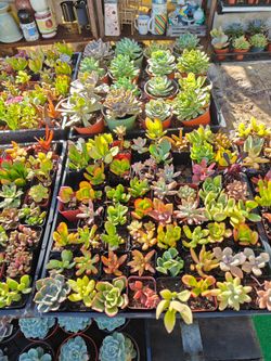 Beautiful Selection of Succulents