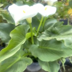 Calla Plant For Garden 