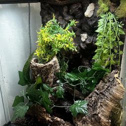 Reptile Enclosure Tank For Tockay Geckos Incl Light