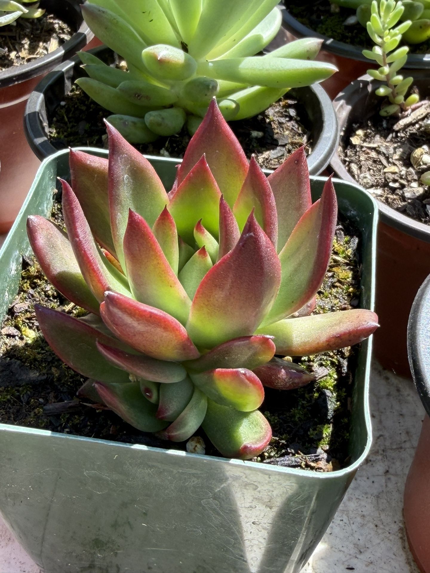 Succulents Plants ๐ชด