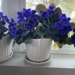 Three Potted African Violets