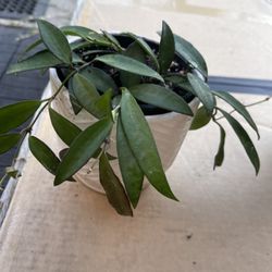 Hoya Adrift Plant for House