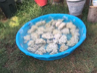 Live rock aquarium rock trade or make offer