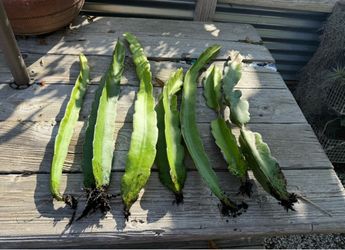 Dragon fruit , rooted cuttings