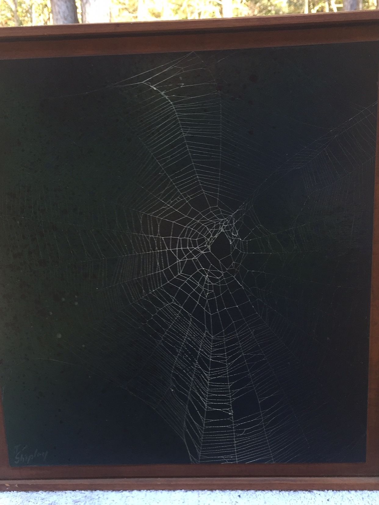 Preserved Spider Web Art