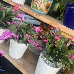 Christmas Cactus In 8” Ceramic Pots $18 Each 