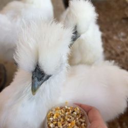 FRESH SILKIE/ RED EGGS
