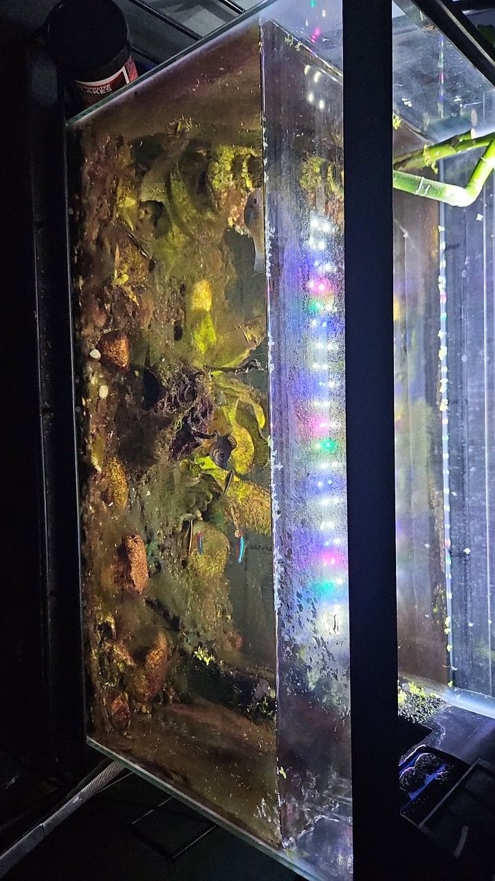 20 Gal Fish Tank