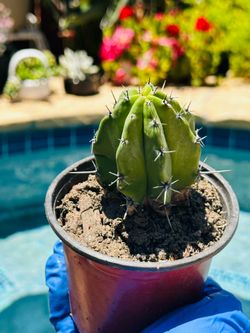 San Pedro Cactus