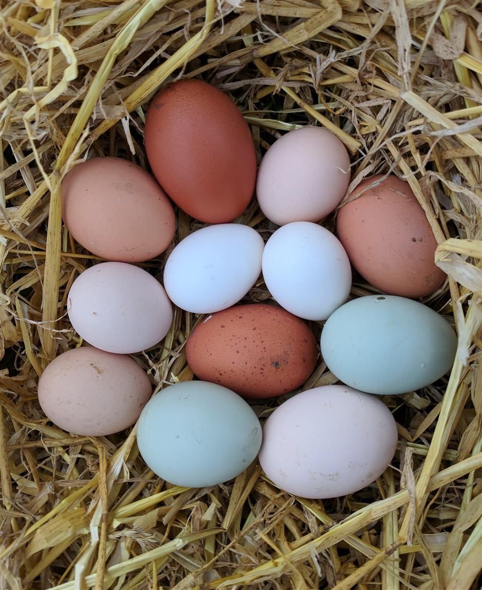 Fertile chicken eggs for Sale in Valley Center, CA OfferUp