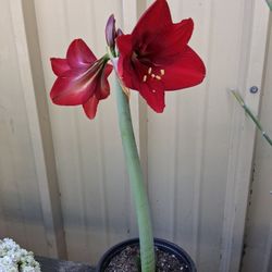 Dark Red Amaryllis 