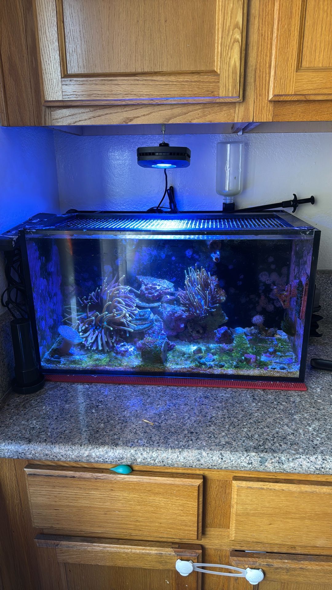 20 Gallons Nuvo Aquarium Reef Tank Cycled