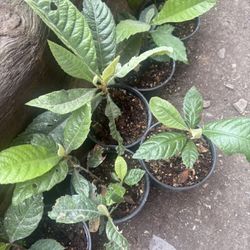 loquat plant , Planta Nispero 