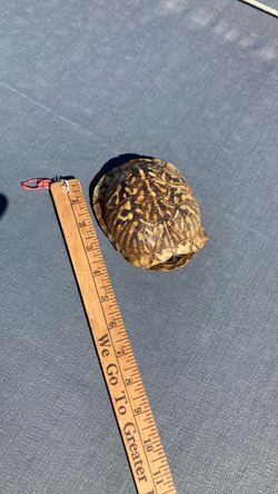 Empty ornate box turtle shell