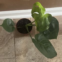 Monstera Deliciosa Plant (pls Read Description Below)