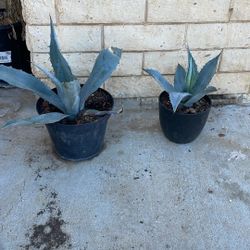 Both Plants