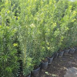 Podocarpus Over 4 Feet Tall Instant Primary Hedge For Fence Green Full