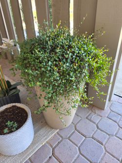 Creeping wire Vine