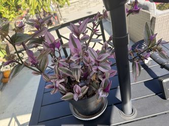 Plants With Pot