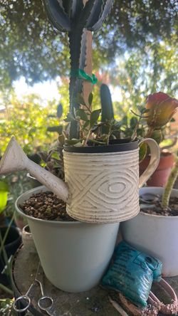 Plant
