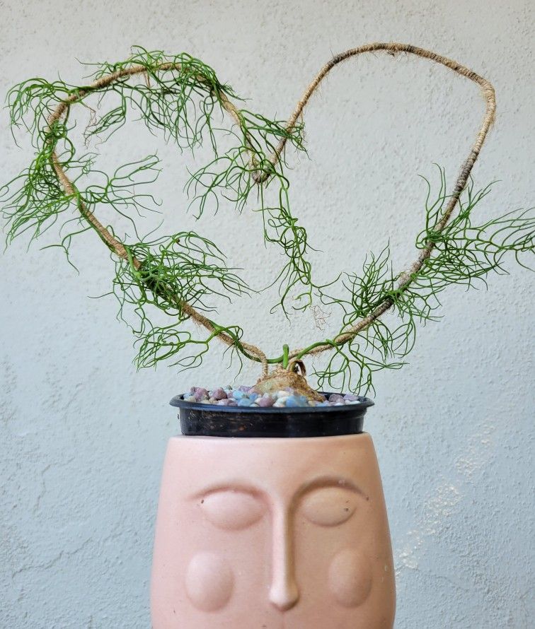 Bowiea volubilis (Rare Plant)
