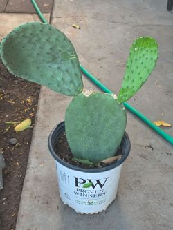 Nopal plant