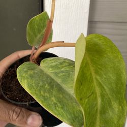 Rare Philodendron Erubescens ‘Painted Lady’ | Live, Rooted Plant in 4” Nursery Pot